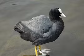 Loài chim tiến vua 'mặt đen trán trắng' có đôi chân cực quái dị 