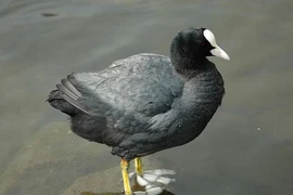 Loài chim tiến vua 'mặt đen trán trắng' có đôi chân cực quái dị 