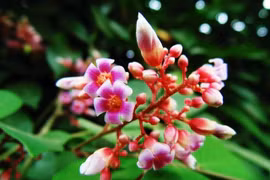 Sự thật bất ngờ về cây khế trong văn hóa truyền thống Việt 