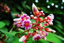 Sự thật bất ngờ về cây khế trong văn hóa truyền thống Việt 