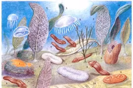 Sinh vật 'không thuộc về thế giới này' khiến khoa học bối rối xuyên thế kỷ 