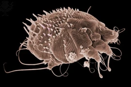 8 sự thật rợn người không thể tưởng tượng nổi về loài ghẻ