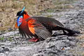 Loài chim có sừng đẹp khó tin trên dãy Himalaya 