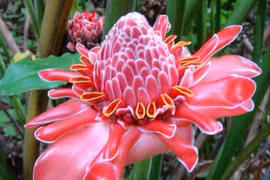 Những thí nghiệm gây tranh cãi về trí nhớ của thực vật