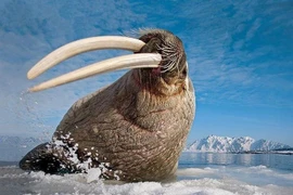 Cận cảnh loài vật có mỡ dày 15 cm, sống nơi lạnh nhất thế giới 