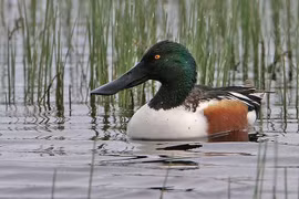 Tận thấy loài vịt mỏ thìa cực hiếm gặp ở Việt Nam 