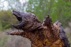 Loài rùa khủng khiếp nhất thế giới, đớp một cú nát xương con mồi 