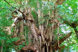 Loài cây 'hóa thạch sống', không hề thay đổi kể từ thời khủng long đến nay 