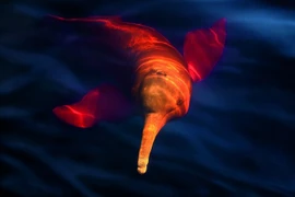 Loài vật bí ẩn nhất rừng rậm Amazon, có tập tính giao phối hết sức kỳ lạ 