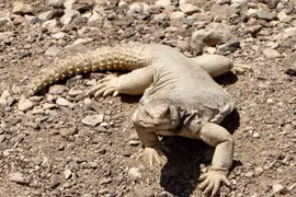 Cái đuôi đáng sợ của thằn lằn khổng lồ thống trị sa mạc Bắc Phi 