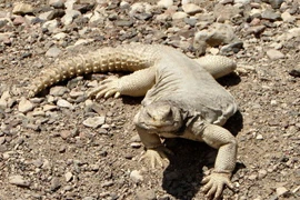 Cái đuôi đáng sợ của thằn lằn khổng lồ thống trị sa mạc Bắc Phi 