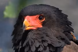 Tận mục loài chim săn mồi có gương mặt đỏ rực đặc hữu châu Phi