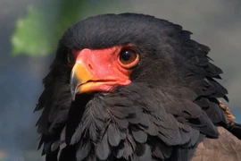 Tận mục loài chim săn mồi có gương mặt đỏ rực đặc hữu châu Phi