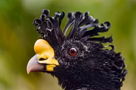 Cận cảnh loài gà rừng khổng lồ kỳ dị chỉ sống trong rừng rậm Nam Mỹ 