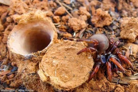 Kỹ năng chế tạo bẫy săn mồi tuyệt đỉnh của loài nhện cửa sập 