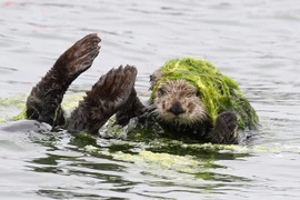 Sự thật ngỡ ngàng về loài vật có bộ lông dày nhất thế giới