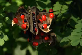 Hạt cây cực đẹp chứa độc tố chết người, Việt Nam có nhiều