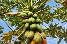 Sự thật thú vị về cây đu đủ khiến nhiều người sửng sốt 