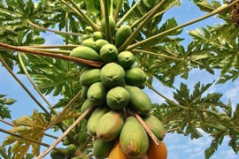 Sự thật thú vị về cây đu đủ khiến nhiều người sửng sốt 