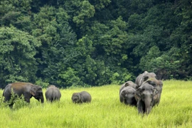 Điều kỳ diệu của vườn quốc gia lâu đời, nổi tiếng nhất Thái Lan 