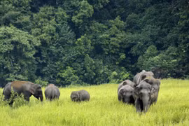Điều kỳ diệu của vườn quốc gia lâu đời, nổi tiếng nhất Thái Lan 