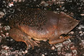 Vẻ ngoài sởn gai ốc của loài cóc cho con đục lỗ làm tổ trên lưng 