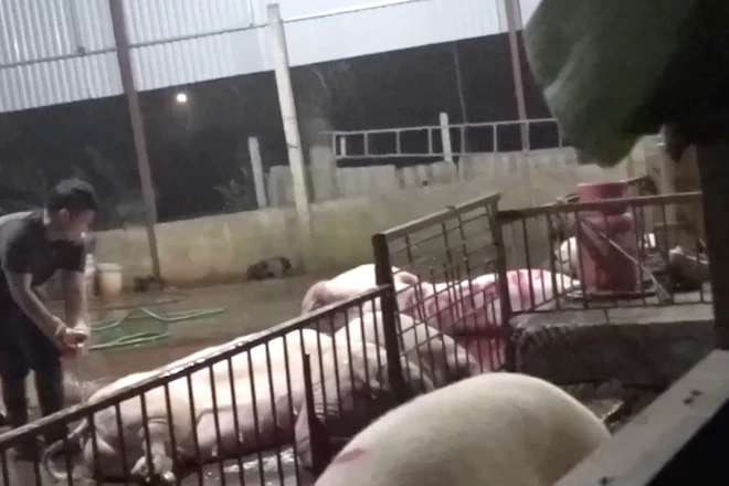 Lò mổ không dán tem vệ sinh thú y, Hà Nội chất vấn "nóng" 