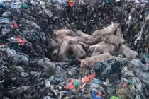 Gia Lai xảy ra 5 ổ dịch tả heo Châu Phi