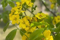 Sắc mai vàng ấm làng quê dưới chân núi Hoành Sơn ngày giáp Tết