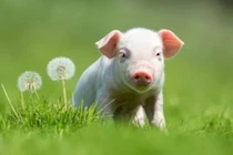 Định sẵn số Trời, 3 con giáp mở cổng tiền tài 100 ngày tới