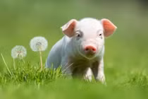 Định sẵn số Trời, 3 con giáp mở cổng tiền tài 100 ngày tới