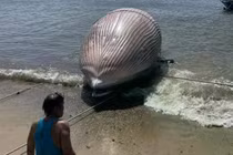 Phát hiện xác cá voi nặng gần 8 tấn ở vùng biển Lâm Đồng