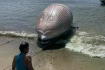 View - Xác cá voi khổng lồ dạt vào biển Lý Sơn giữa tâm bão số 10 | Báo Tri thức và Cuộc sống - TIN TỨC PHỔ BIẾN KIẾN THỨC 24H