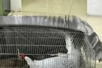 Vụ 6 năm tù vì nuôi gà lôi trắng: Xem xét lại toàn bộ vụ án và bản án sơ thẩm