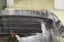 Vụ 6 năm tù vì nuôi gà lôi trắng: Xem xét lại toàn bộ vụ án và bản án sơ thẩm