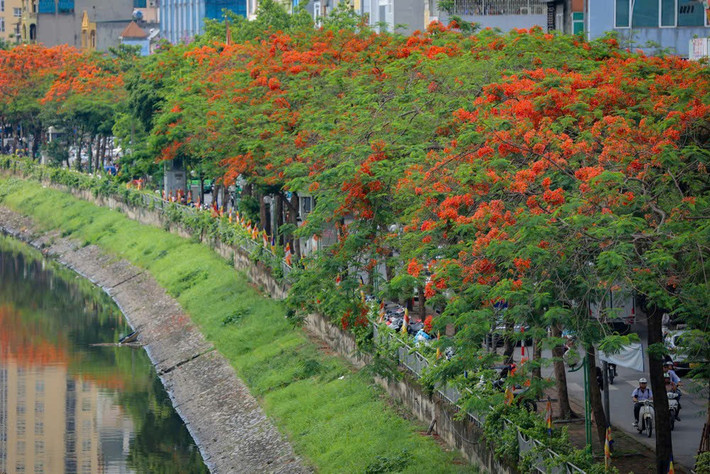 Cây phượng vĩ được trồng nhiều tại đường Thanh Niên, đường Láng... còn trên các tuyến phố trung tâm, hoa được trồng xen kẽ, rải rác tạo điểm nhấn ấn tượng mỗi khi hè về.