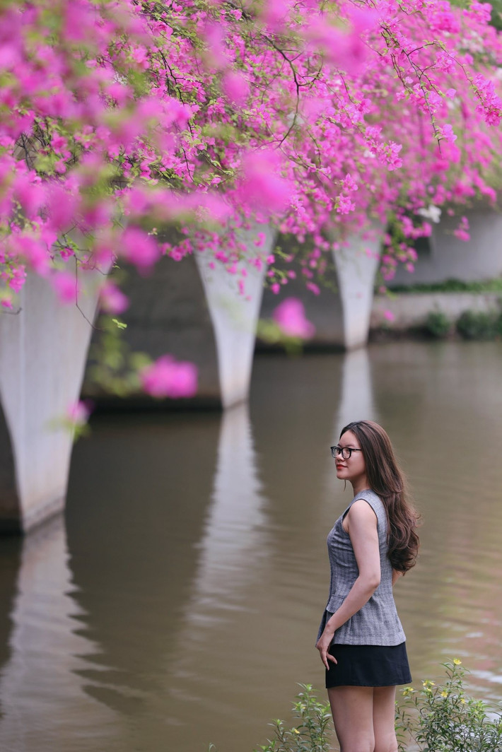Khu đô thị Ecopark - Hưng Yên thời gian gần đây bỗng trở thành "background" chụp ảnh tuyệt đẹp nhờ dàn hoa giấy bung nở rực rỡ. Ảnh: Nguyễn Kim Anh Anh