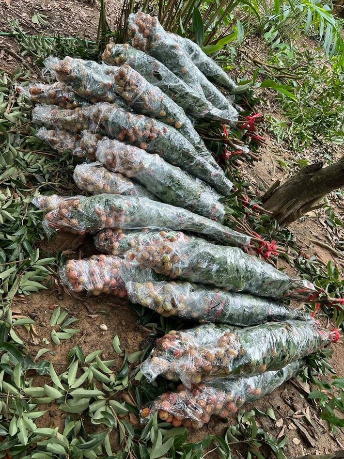 Không cần chi nhiều tiền cho hoa nhập khẩu, không cần kỳ công tạo hình bonsai, chỉ cần một chút tinh tế là đã có thể khiến căn nhà có sức sống thiên nhiên với một cành vải thiều. Trào lưu này không chỉ đơn thuần là một xu hướng trang trí, mà còn là cách để nhiều người nâng niu cái hồn của mùa hè và tôn vinh đặc sản quê hương theo cách thật đẹp, thật mới mẻ.