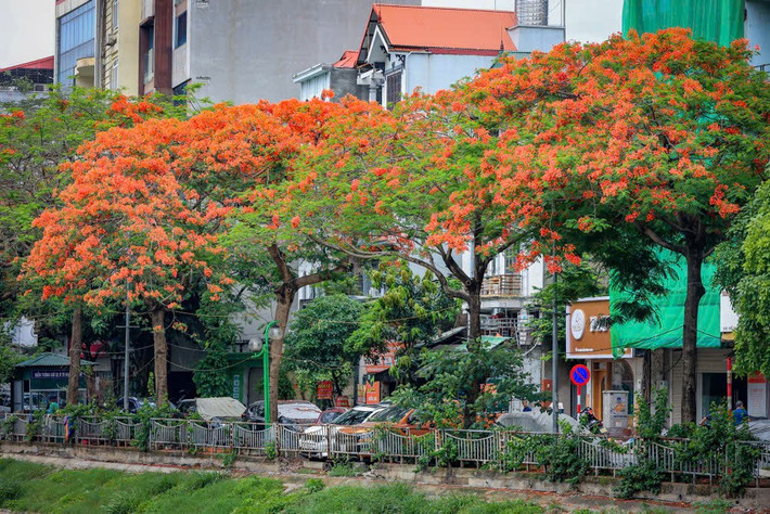 Những ngày tháng 5 về, phố phường Hà Nội lại rực rỡ với những bông hoa phượng vĩ đỏ rực bừng nở.