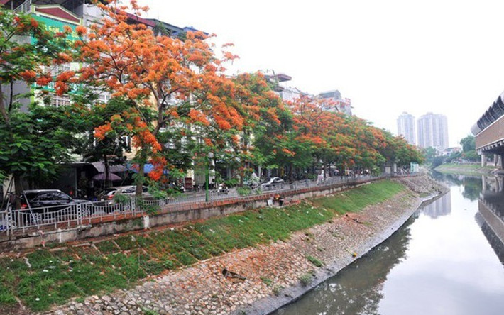 Khoảng cuối tháng 5 đến giữa tháng 6 là thời điểm hoa phượng nở rộ đẹp nhất.