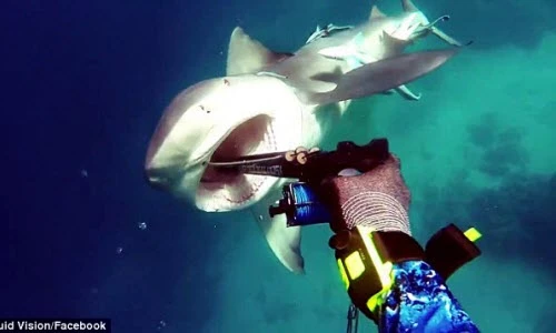 Đứng tim khoảnh khắc thợ lặn bị cá mập bò tấn công