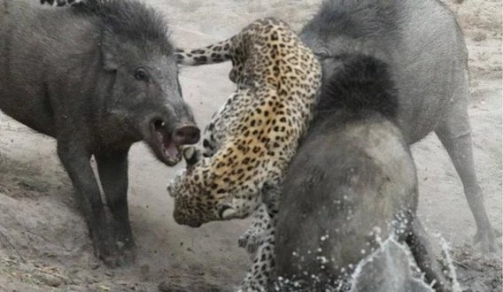 Báo hoa mai bị lợn rừng “tẩn nhừ xương”