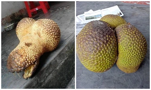 Những trái mít kỳ lạ khiến nông dân Việt phát cuồng