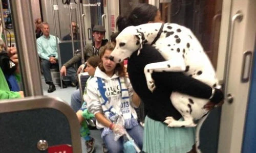 Những khoảnh khắc hài hước của cún và mèo cưng