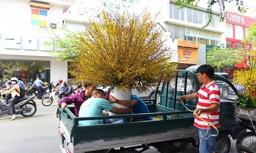 Hoa mai Mỹ bạc triệu hút hồn nhà giàu Việt chơi Tết