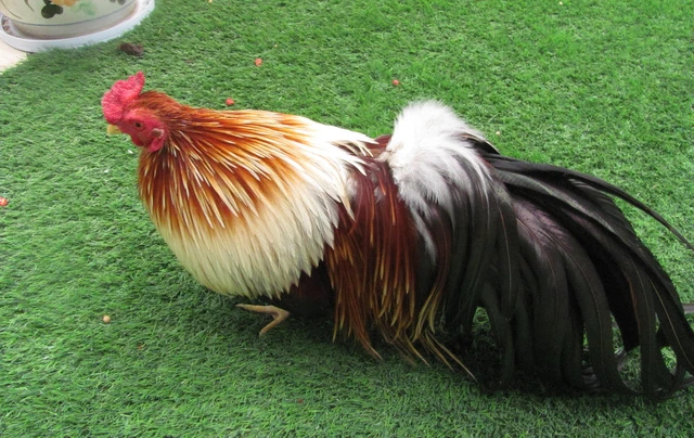 Đại gia Việt dốc tiền triệu lùng mua gà Tân Châu 