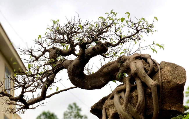 Mãn nhãn loạt sanh bám đá kỳ vĩ nhất Việt Nam