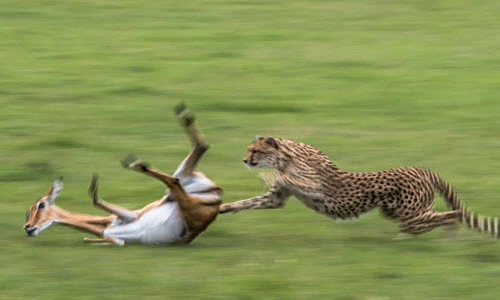 Ảnh động vật tuần: Báo gấm truy sát linh dương mang thai