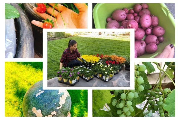 Khu vườn ngập hoa trái trong biệt thự tại Mỹ của Hoa hậu Phạm Hương