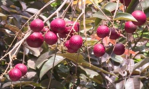 Những siêu quả đắt đỏ trồng thành công ở Việt Nam